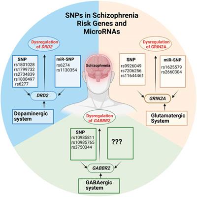 Implications of SNP-triggered miRNA dysregulation in Schizophrenia development